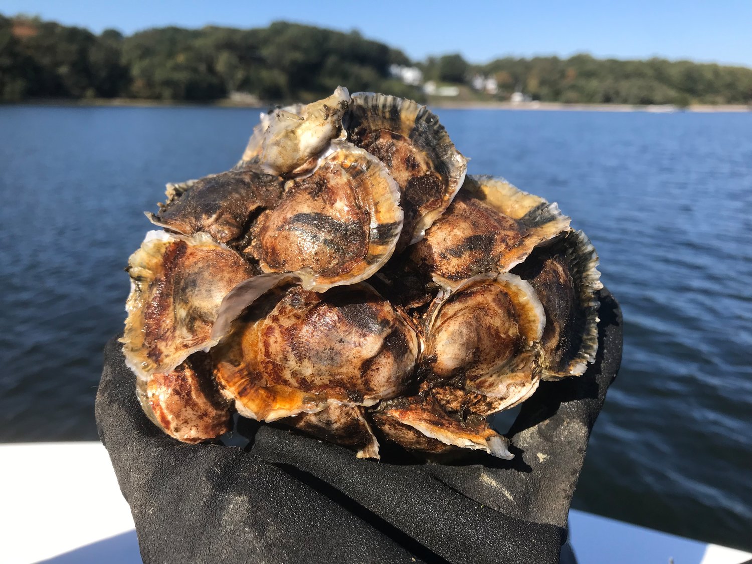 Coalition’s community oyster garden succeeds without a hitch Herald